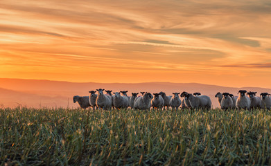 Stado owiec o zachodzie słońca w Shropshire - 250512795