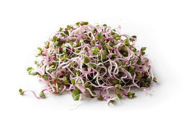 Pink radish sprouts on a white background