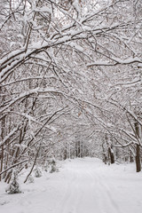 Winter landscape with snow covered trees and path