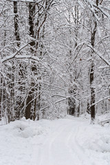 Fototapeta premium Winter landscape with snow covered trees and path