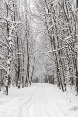 Winter landscape with snow covered trees and path
