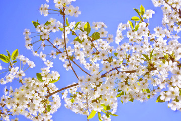 Bright colorful spring flowers
