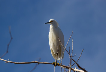 Egret posing