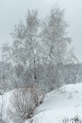 Winter landscape with snow covered tree and sky