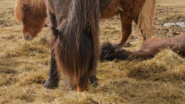 Icelandic horse grazing