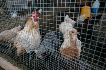Chickens at fence. Flock of hens and rooster inside hen house in farm.
