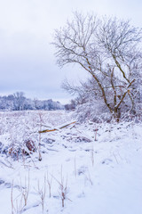 Snow Covered Wetland