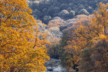 Autumnal Trees Along Mountain River in North Wales