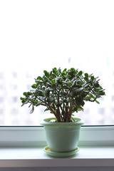 Money tree in a pot on the windowsill. Wabi Sabi style in interior of the house.