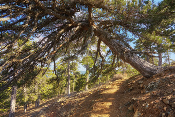 Fir tree on a nature trail at Troodos mountain in Cyprus