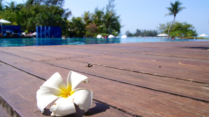 KEDAH, LANGKAWI, MALAYSIA - APR 05th, 2015: Tropical flower Plumeria on swimming pool at a luxury hotel