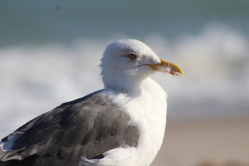 Fototapeta na wymiar seagull at the sea shore
