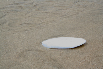 Obraz premium Cuttlebone of a cattlefish