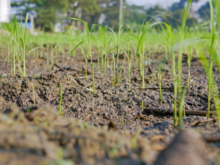 Selective focus and close up of a paddy fields with transplanted seedlings