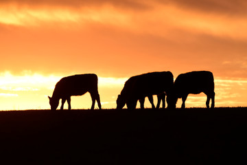 Obraz na płótnie Canvas Cows fed grass, in countryside, Pampas, Patagonia,Argentina