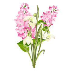 Naklejka na ściany i meble Purple Lilac flowers of syringa and white galanthus. Botanical illustration for spring bouquet. Spring time concept card with blooming flowers isolated over white background. Vector illustration.