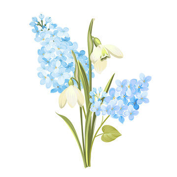 Purple Lilac flowers of syringa and white galanthus. Botanical illustration for spring bouquet. Spring time concept card with blooming flowers isolated over white background. Vector illustration.