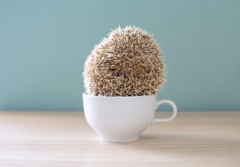 Cute hedgehog on a cup