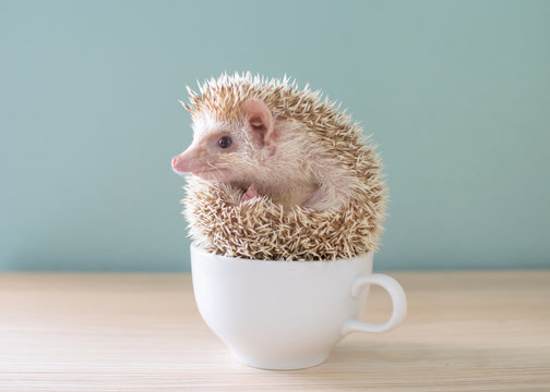 Cute hedgehog on a cup