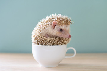 Cute hedgehog on a cup