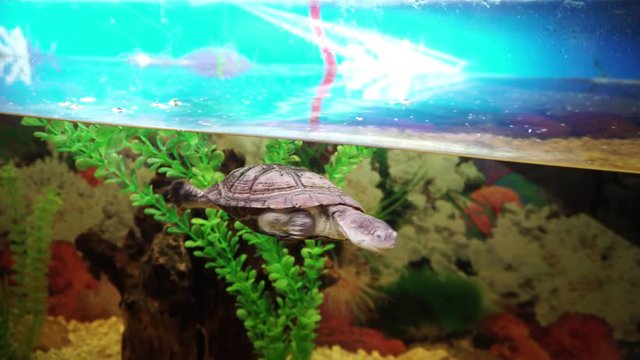 Small turtle phrynops geoffroanus swims in aquarium.