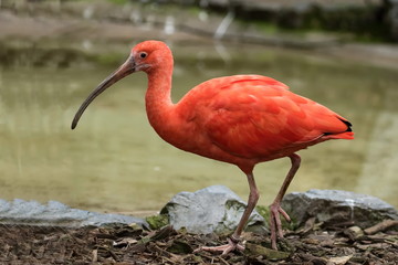 roter sichler