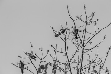 Group of Pink-necked Green Pigeon (Treron vernans) birds are perching on leafless and full fruity of Bodhi tree branches. Selective focus
