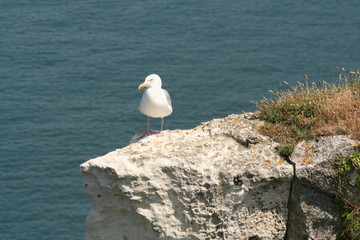 Fototapeta na wymiar Seagulls nestle on hiigh cliffs