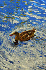 wild duck with streaks on the water