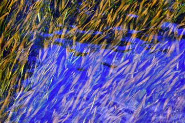 Water plants floating on top of clean water