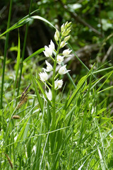 Céphalantère blanche