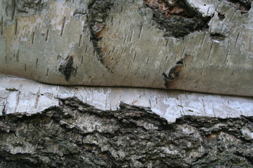 Close up of birch bast