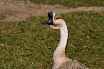 Portrait of domesticated chinese geese on the green meadow