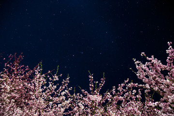 japanische Kirschblüten unter dem Sternenhimmel