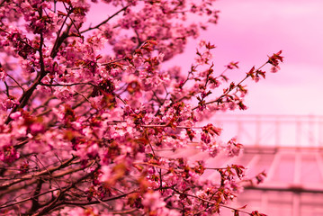 spring sakura blossoms on a pink background