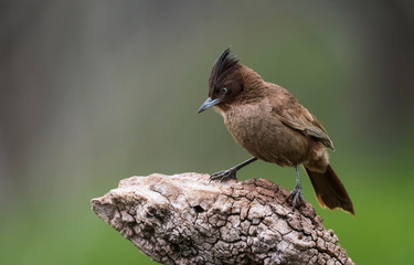 Brown cacholote , Patagonia , Argentina