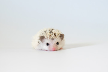 Cute baby hedgehog 