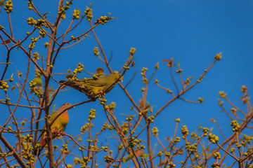 Couple of Pink-necked Green Pigeon (Treron vernans) bird is perching on leafless and full fruity of Bodhi tree branches. Selective focus
