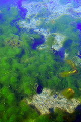 green water plant floating on water surface
