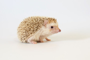Cute cinnicot hedgehog on isolated