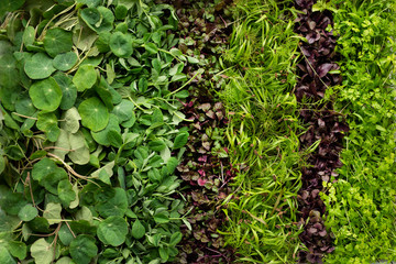 Micro greens 