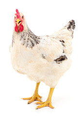 White hen isolated.