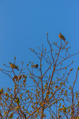 Group of Pink-necked Green Pigeon (Treron vernans) birds are perching on leafless and full fruity of Bodhi tree branches. Selective focus
