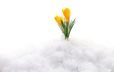 Crocuses and snow.