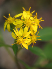 アキノキリンソウ