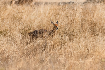 Male Steenbok,Raphicerus campestris, South Africa