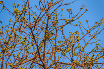 Group of Pink-necked Green Pigeon (Treron vernans) birds are perching on leafless and full fruity of Bodhi tree branches. Selective focus