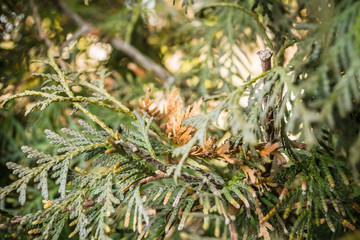 Green leaves are evergreen plants Thuja