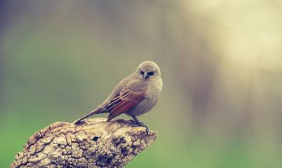 Bay winged Cowbird