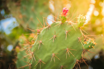 Beautiful Opuntia cochenillifera budding flowers on tree. Opuntia cochenillifera is a species of cactus in the subfamily Opuntioideae.